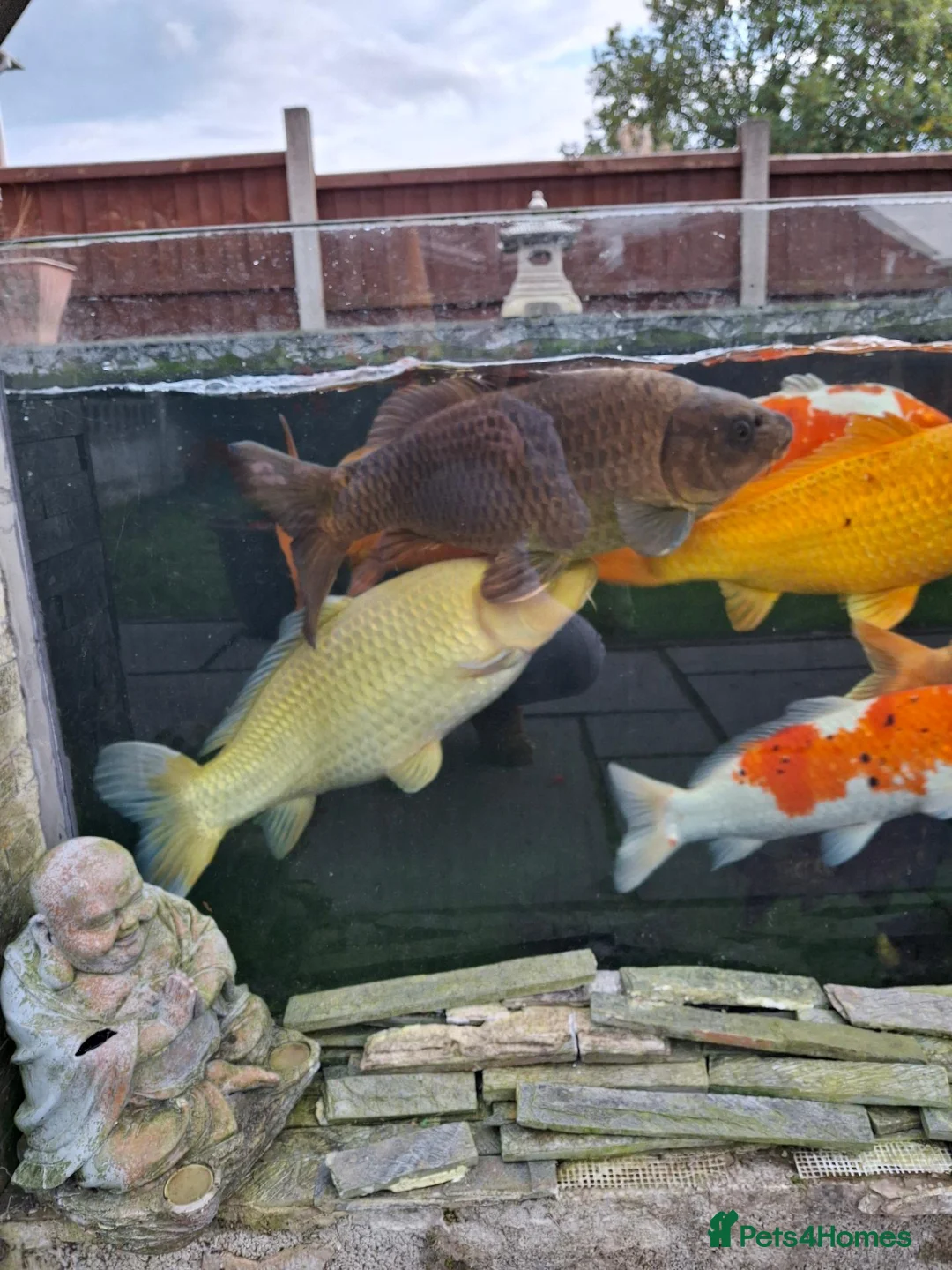 Koi Carp fish for sale: Koi carp all different for sale in Stoke-on-Trent - Advert 2