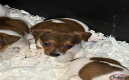 Jack Russell dogs for sale: Jack Russell puppies  - Image 12