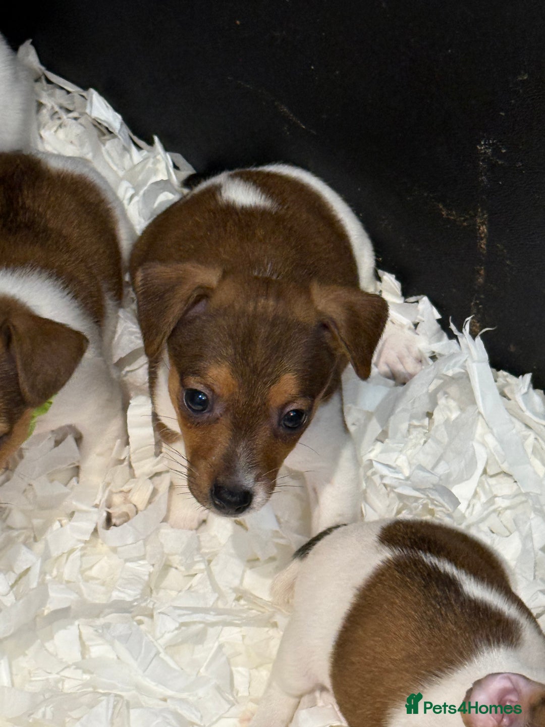 Jack Russell dogs for sale: Jack Russell puppies  - Image 12