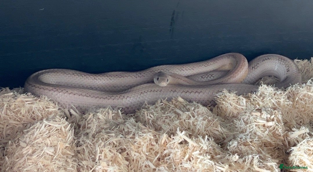 Corn Snake reptiles Male Corn Snake - Advert 1