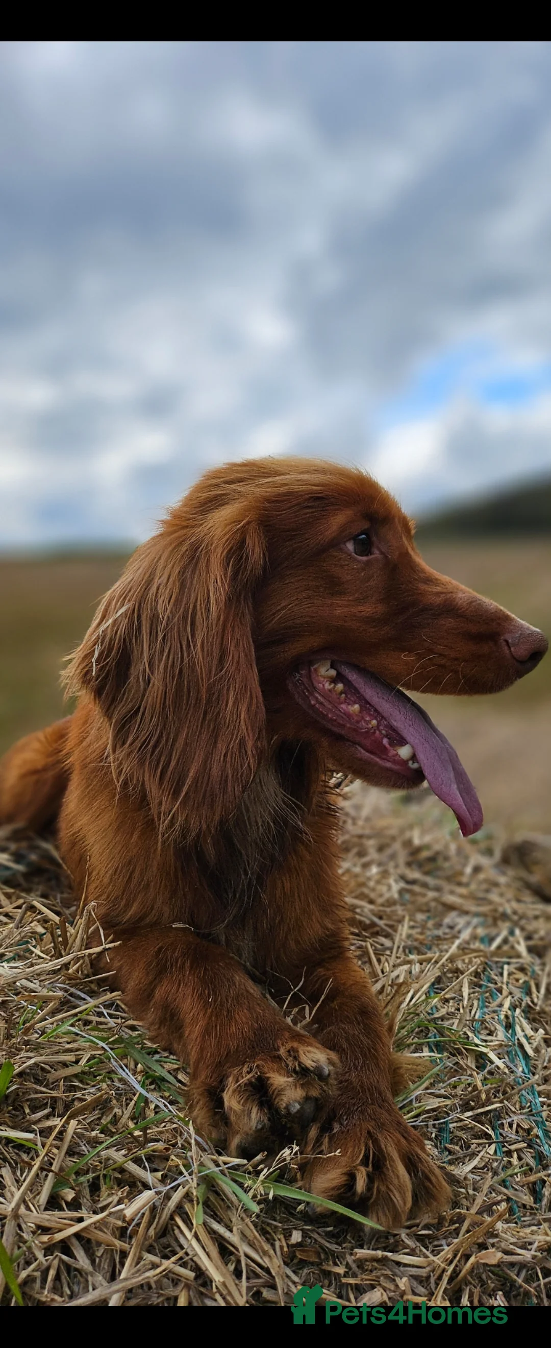 Cocker Spaniel dogs for stud: Kc reg Health tested working cocker spaniel stud in Durham - Advert 2