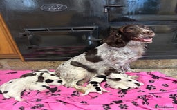 English Springer Spaniel dogs for sale: KC Springer Spaniel  - Advert 12