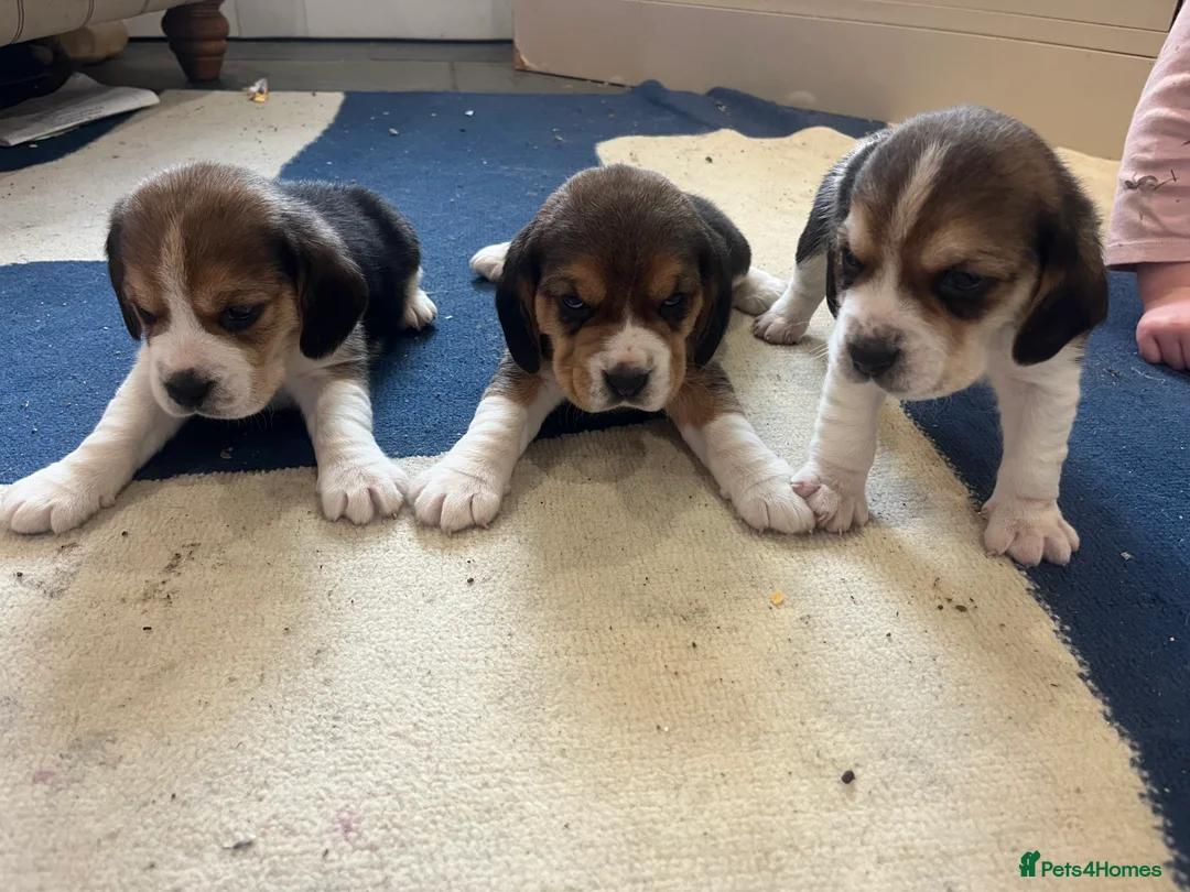 Beagle dogs for sale: Pedigree Beagle Puppies – Ready 7th February 2026  - Advert 8