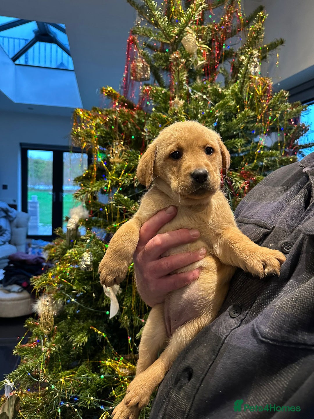 Labrador Retriever dogs for sale: 7 week old fantastic labrador pups  - Advert 16