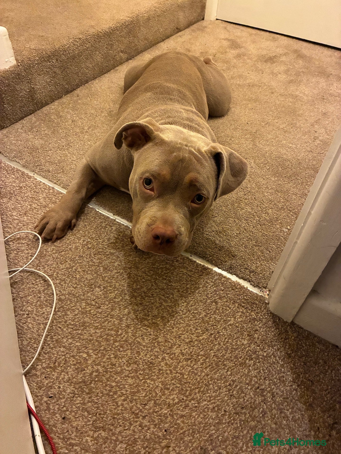 American Bulldog dogs Pocket bully for sale  - Advert 1