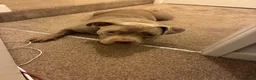 American Bulldog dogs for sale: Pocket bully for sale  in Bridgend - Advert 1