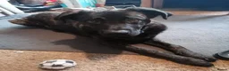 Mixed Breed dogs for sale: German shepherd cross cane corso  - Advert 1