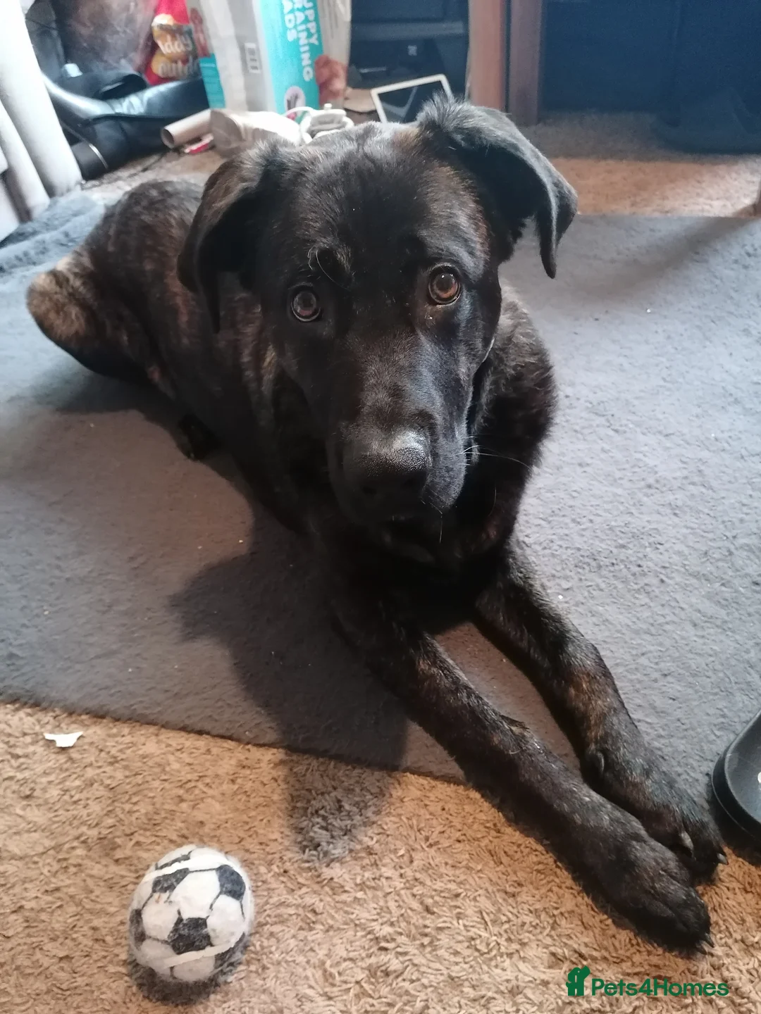 Mixed Breed dogs for sale: German shepherd cross cane corso  - Advert 1
