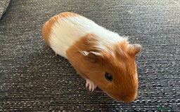 Guinea Pig rodents for sale: Make guinea pigs - Image 2