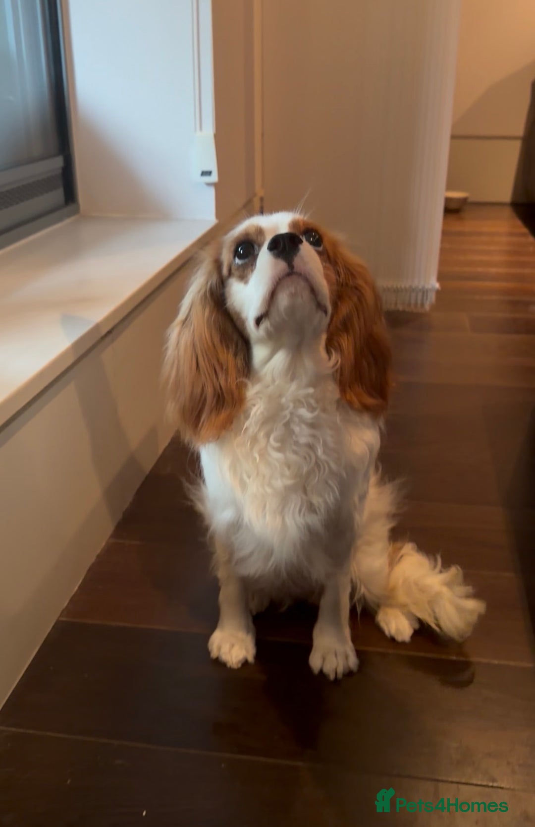 Cavalier King Charles Spaniel dogs for sale: Lovely king charles spaniel looking for a new home - Advert 3