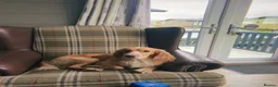 Cocker Spaniel dogs for sale: Marley Our Working Cocker Spaniel🧡 - Advert 10