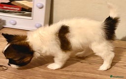 Papillon dogs for sale: RESERVED - 1 papillon girl puppy for sale - Image 4