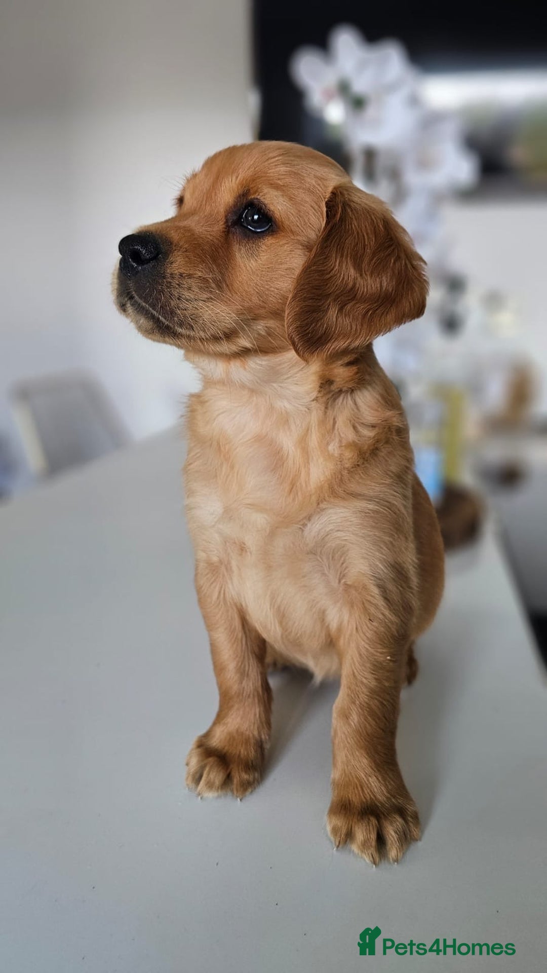 Golden Retriever dogs for sale: Golden Retriever Puppies  - Image 26