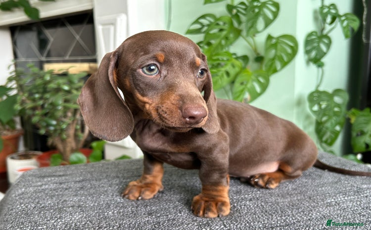 Dachshund dogs - Advert 1