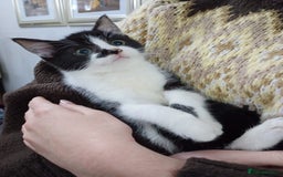 Mixed Breed cats for sale: Beautiful Female Kitten for Sale - Advert 5