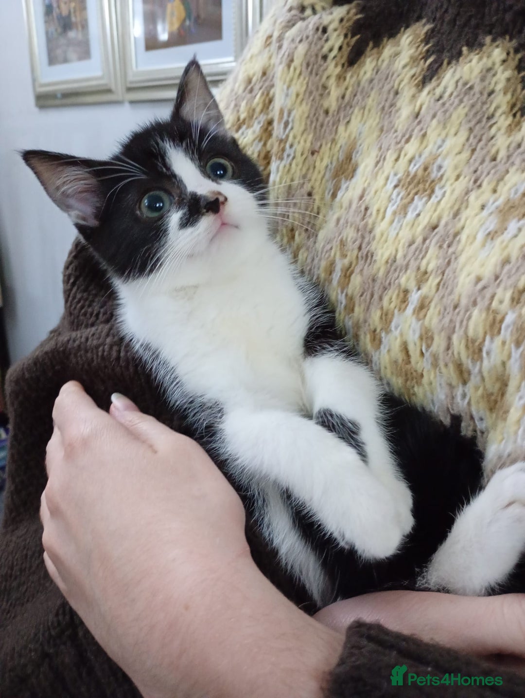 Mixed Breed cats for sale: Beautiful Female Kitten for Sale - Advert 5