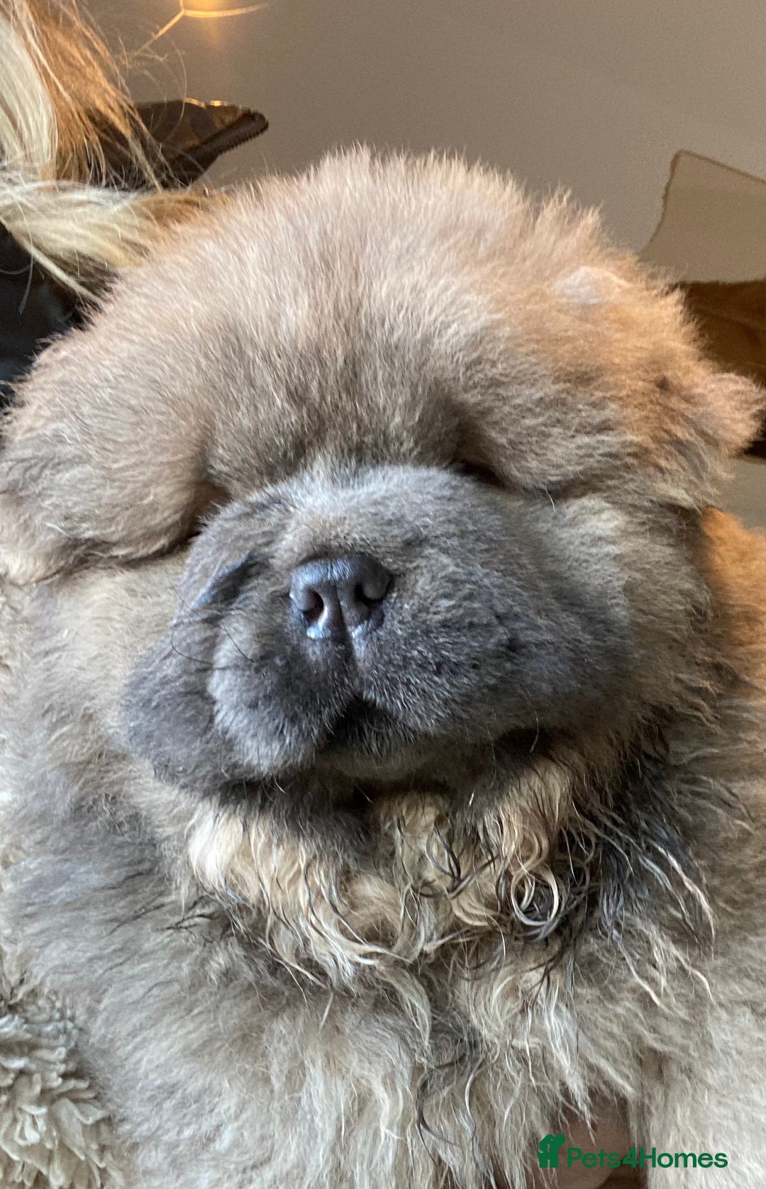 Chow Chow dogs for sale: Stunning Chow chow pups ready for new homes  - Advert 6