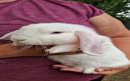 Mini Lop rabbits for sale: White, Blue eyed Mini lop Buck - Image 3
