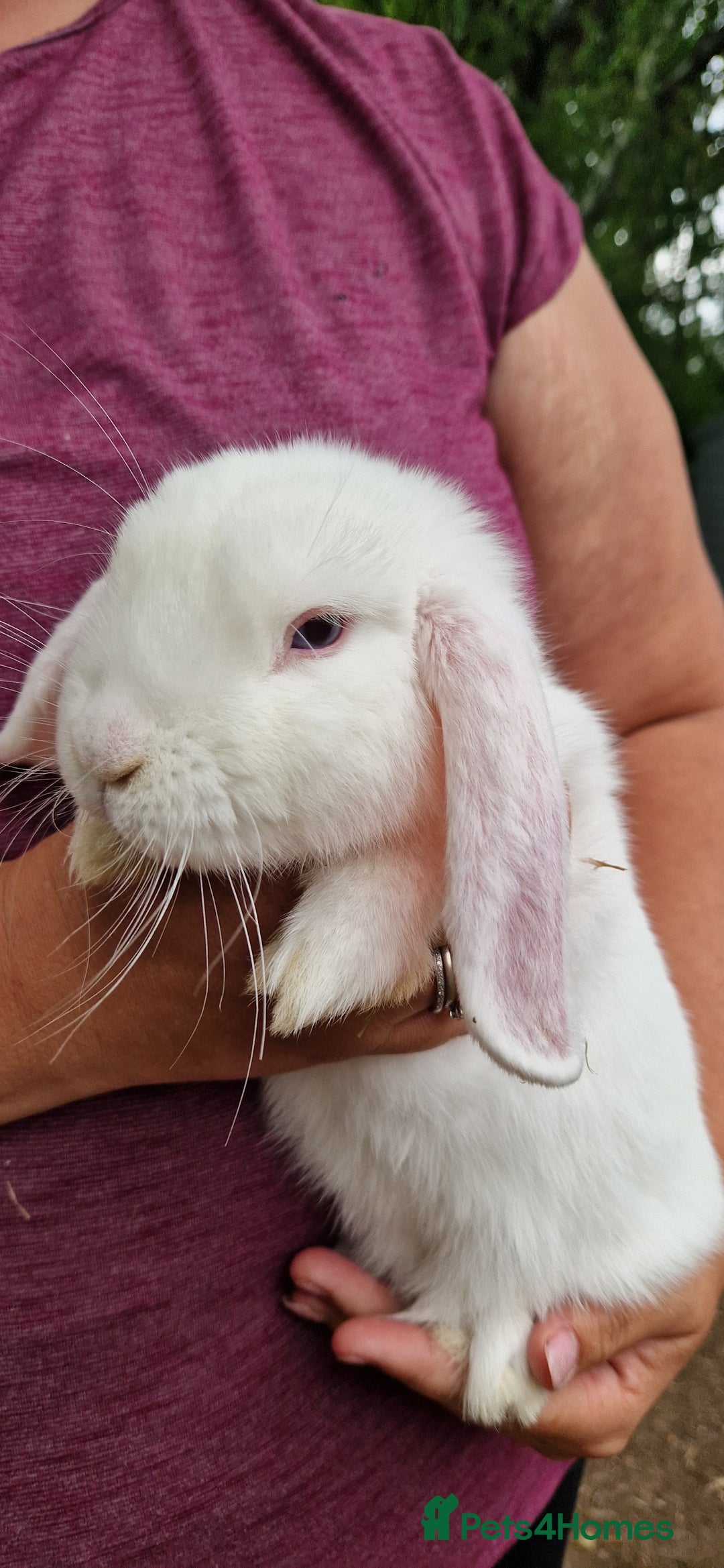 Mini Lop rabbits for sale: White, Blue eyed Mini lop Buck - Image 3
