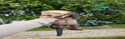 Ferret rodents for sale: Ferret hobs  - Advert 5