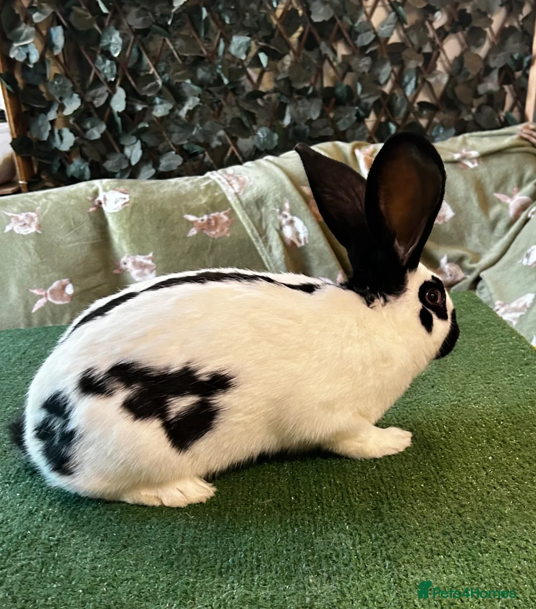 Continental Giant rabbits for sale: Gorgeous Giant Papillon Girl  - Advert 3