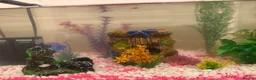 Platies fish for sale: Platies in Coulsdon - Advert 1