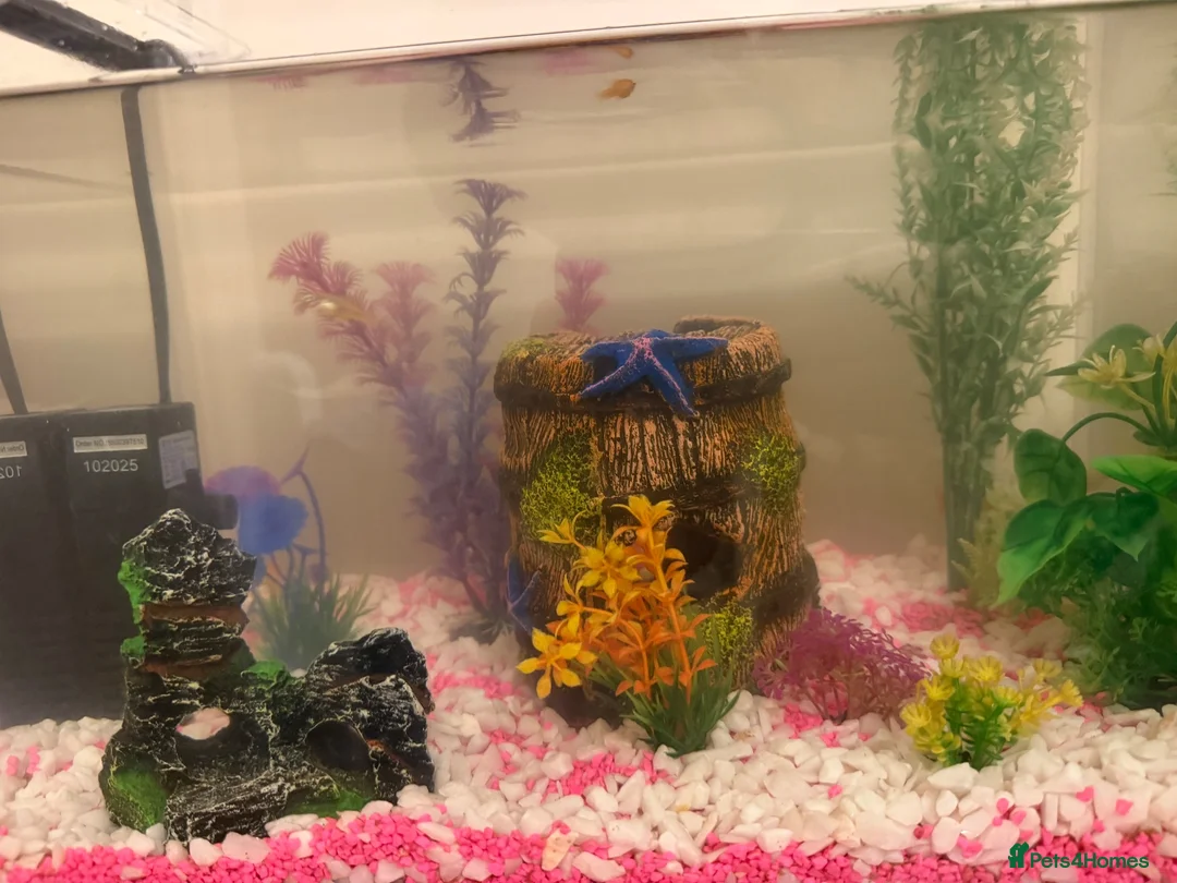 Platies fish for sale: Platies in Coulsdon - Advert 1