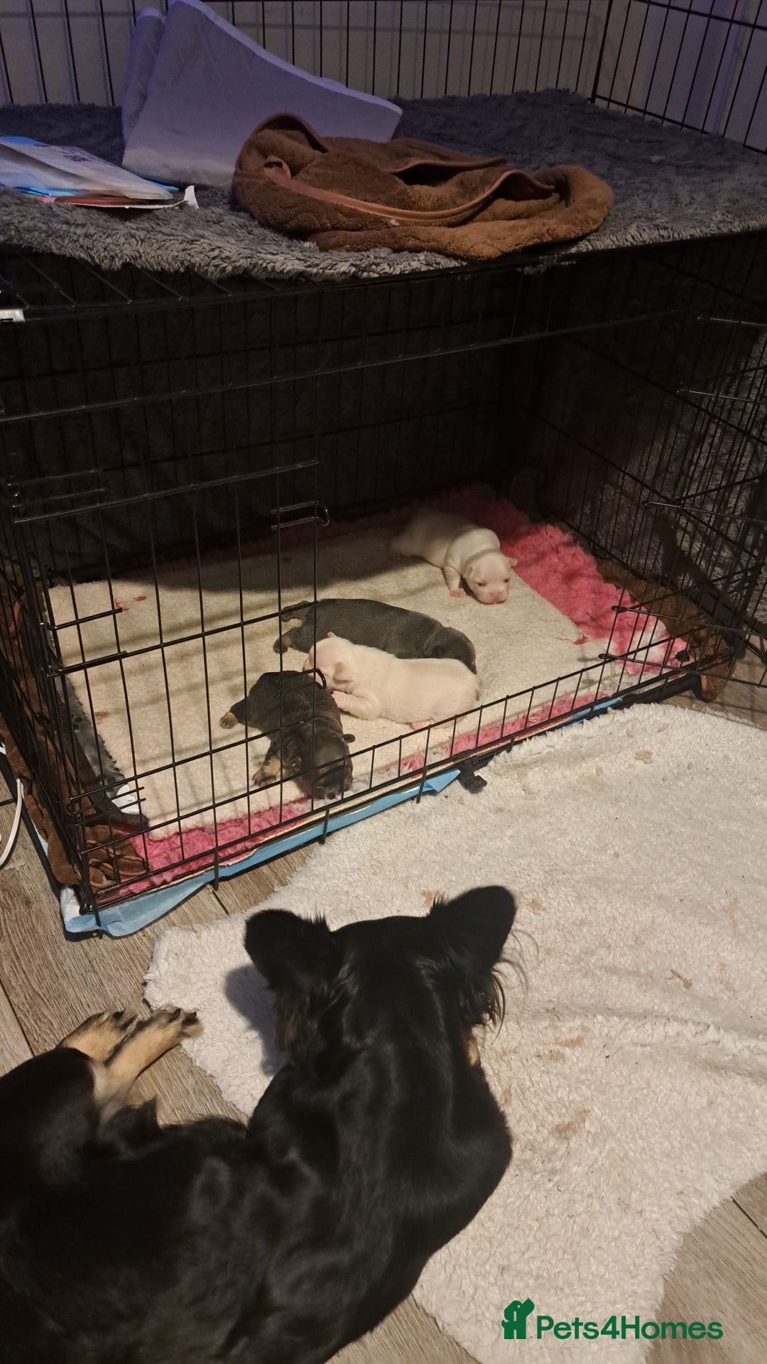 French Bulldog dogs for sale: French fancies puppies  - Image 14