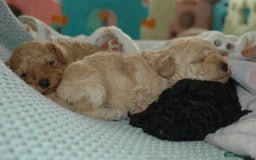 Toy Poodle dogs for sale: Toy Poodle  - Image 15