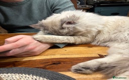 Ragdoll cats for sale: Gorgeous male ragdoll for sale  - Image 7