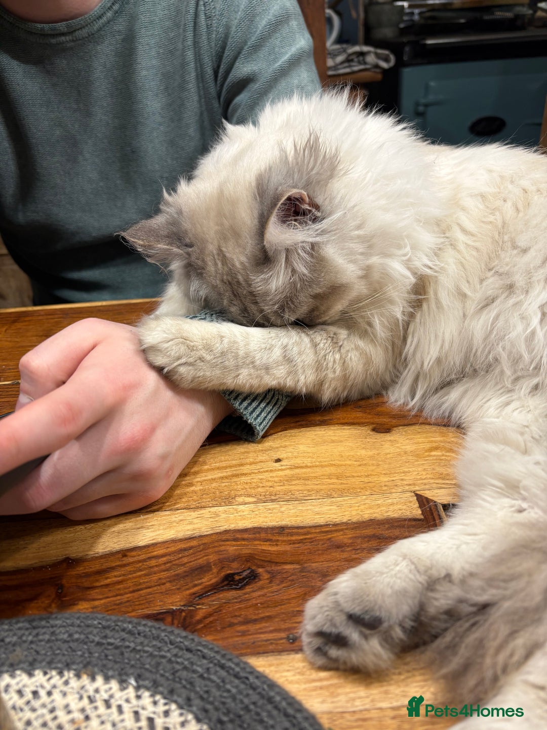 Ragdoll cats for sale: Gorgeous male ragdoll for sale  - Image 7