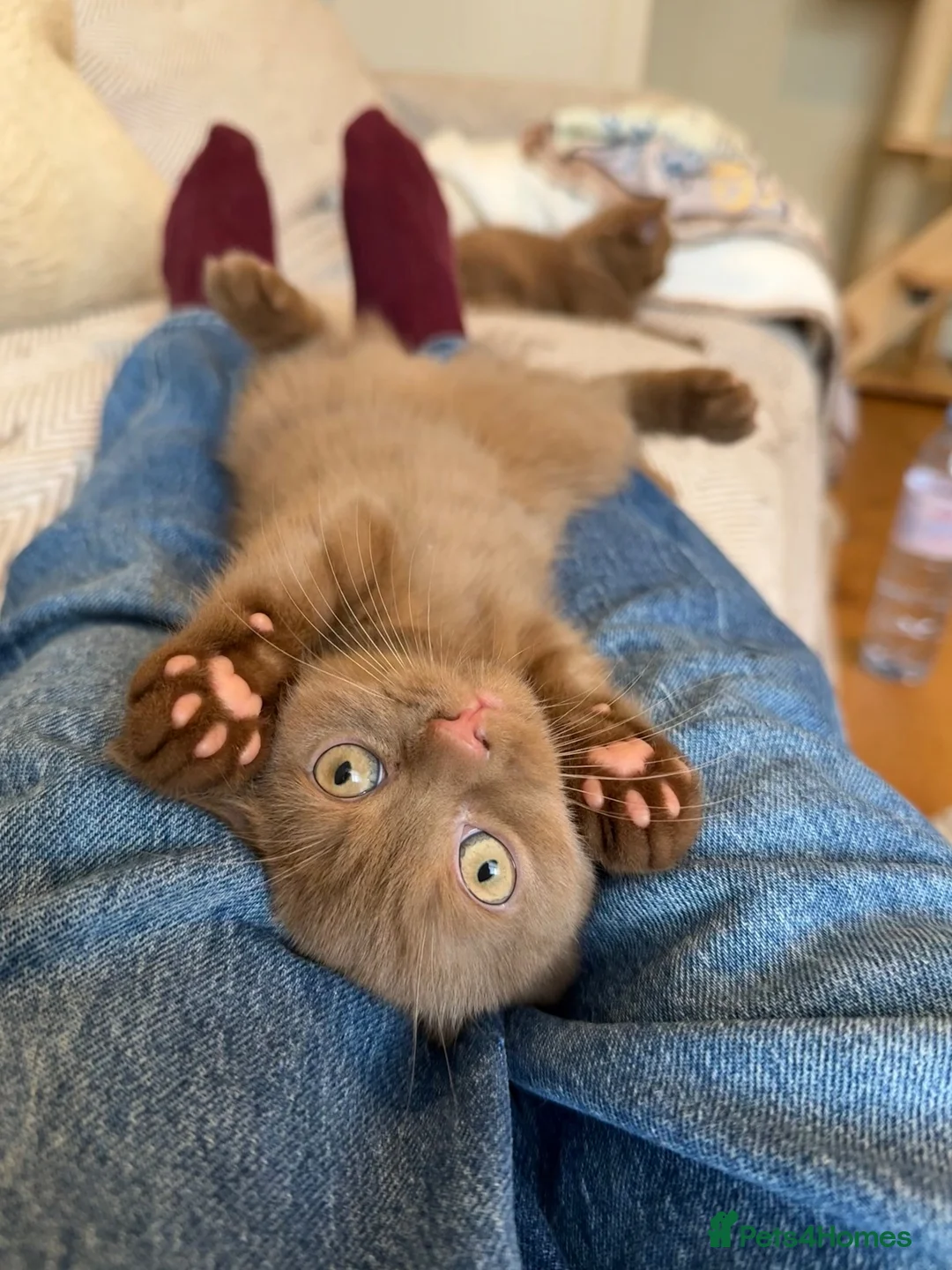 British Shorthair cats for sale: Last beautiful Cinnamon BSH Kitten left!! 🐾 - Advert 2