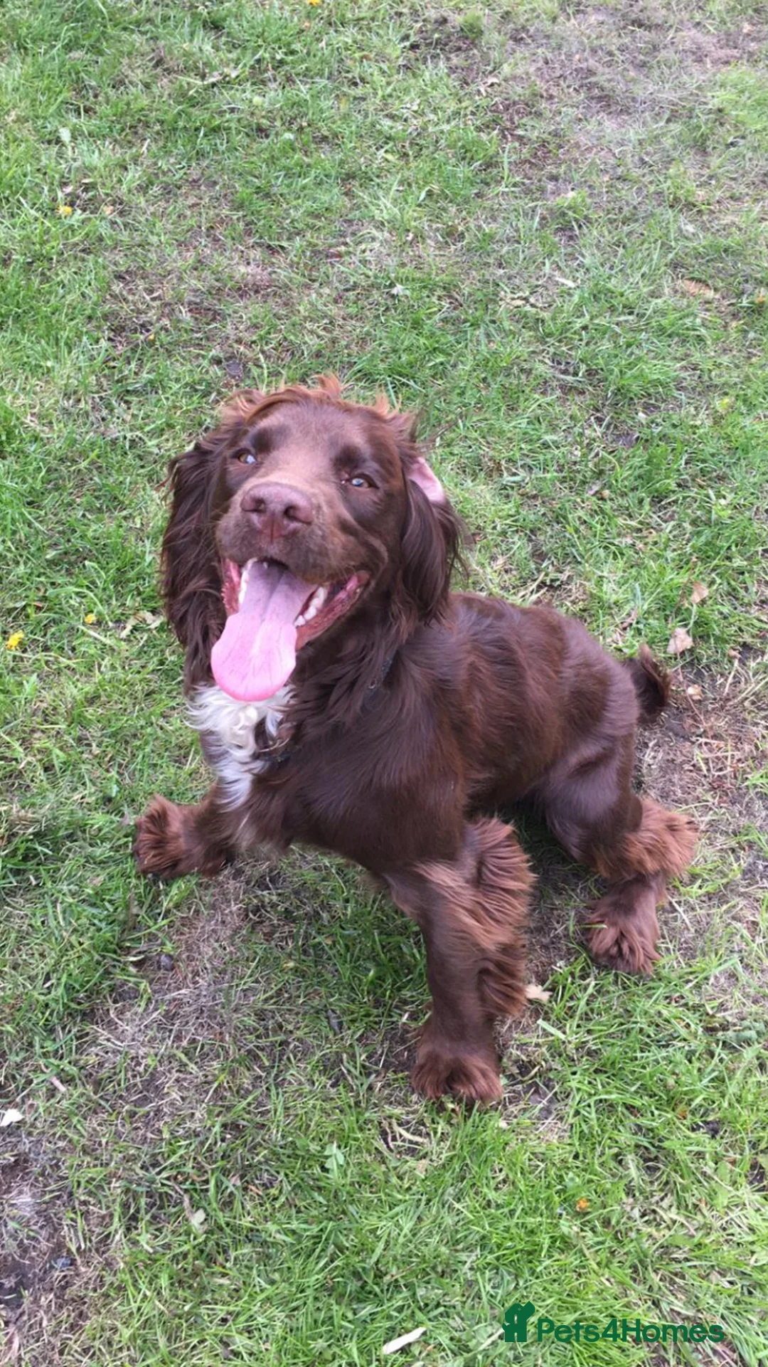 Cocker Spaniel dogs for sale: Kc Working Cocker Spaniel Pups  in Middlesbrough - Advert 2