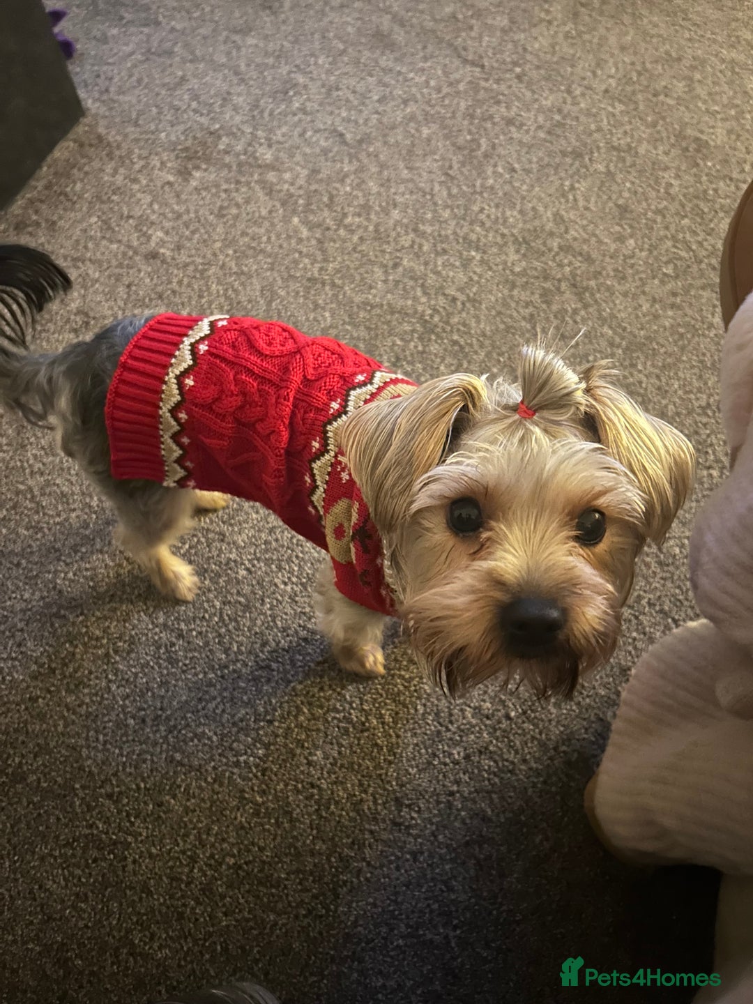 Yorkshire Terrier dogs for sale: Yorkshire Terrier, Female - Full Sized - 1yr old  - Advert 8