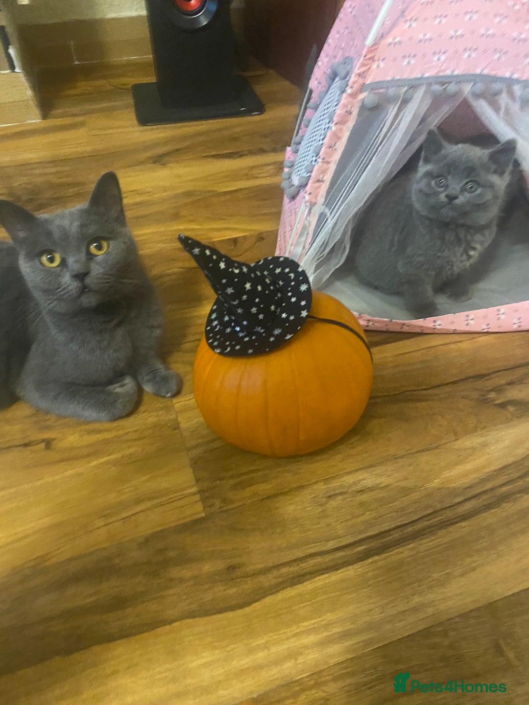British Shorthair cats for sale: 6 British Shorthair Kittens - Perfect  **  4  ** ! - Advert 8