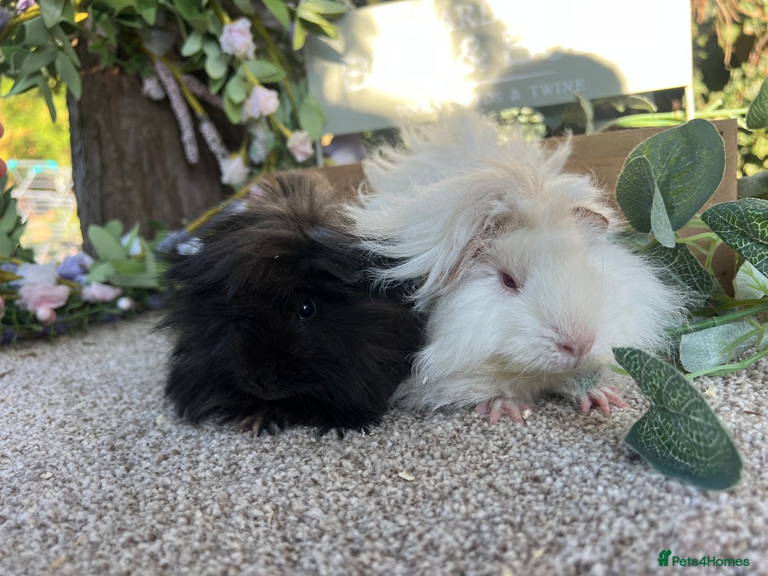 Guinea Pig rodents for sale: Two pairs of sow Guineapig’s  - Image 2