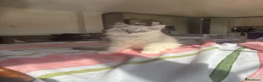 Ragdoll 1