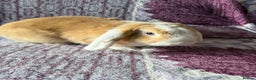 Mini Lop rabbits for sale: Beautiful girl for new home - Advert 2