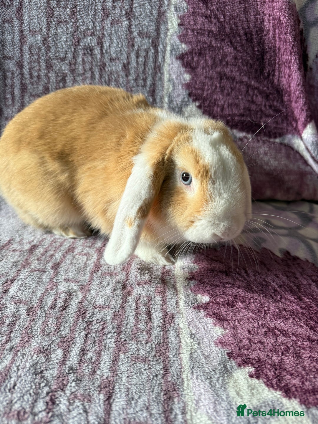 Mini Lop rabbits for sale: Beautiful girl for new home - Advert 2