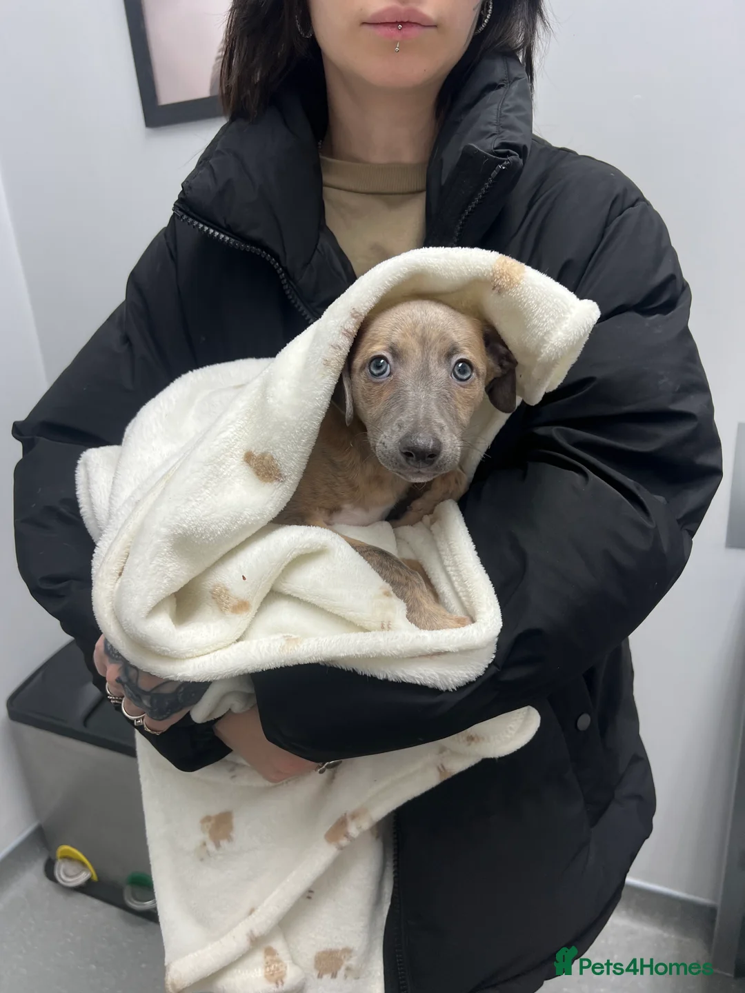 Whippet dogs for sale: KC Registered Female Whippet Puppy - Advert 5