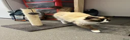 Ragdoll cats for sale: Ready Now! Ragdoll Babies - Advert 10