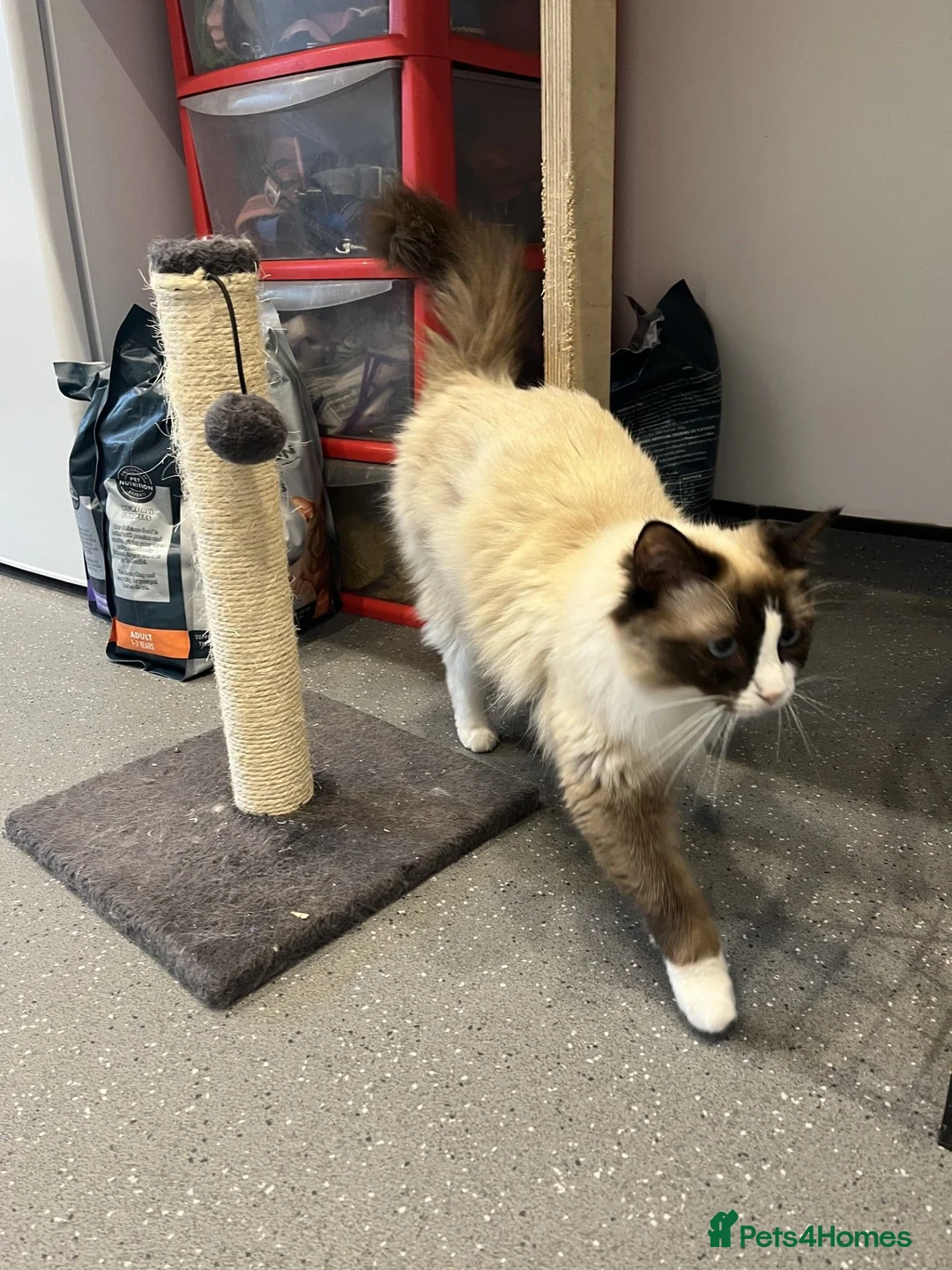 Ragdoll cats for sale: Ready Now! Ragdoll Babies - Advert 10