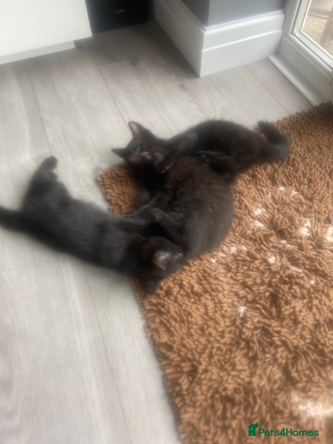 Mixed Breed cats for sale: Three mixed breed kittens - Image 9