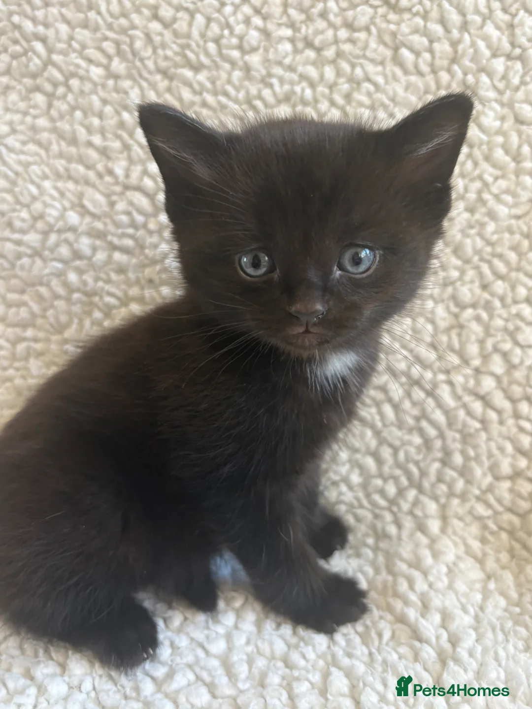 British Longhair cats for sale: Kittens - Advert 1