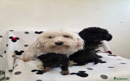 Maltipoo dogs for sale: Maltipoo Puppies 2 Beautiful Girls Available! - Image 11