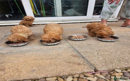 Cavapoo dogs for sale: F1b red cavapoo  - Image 6