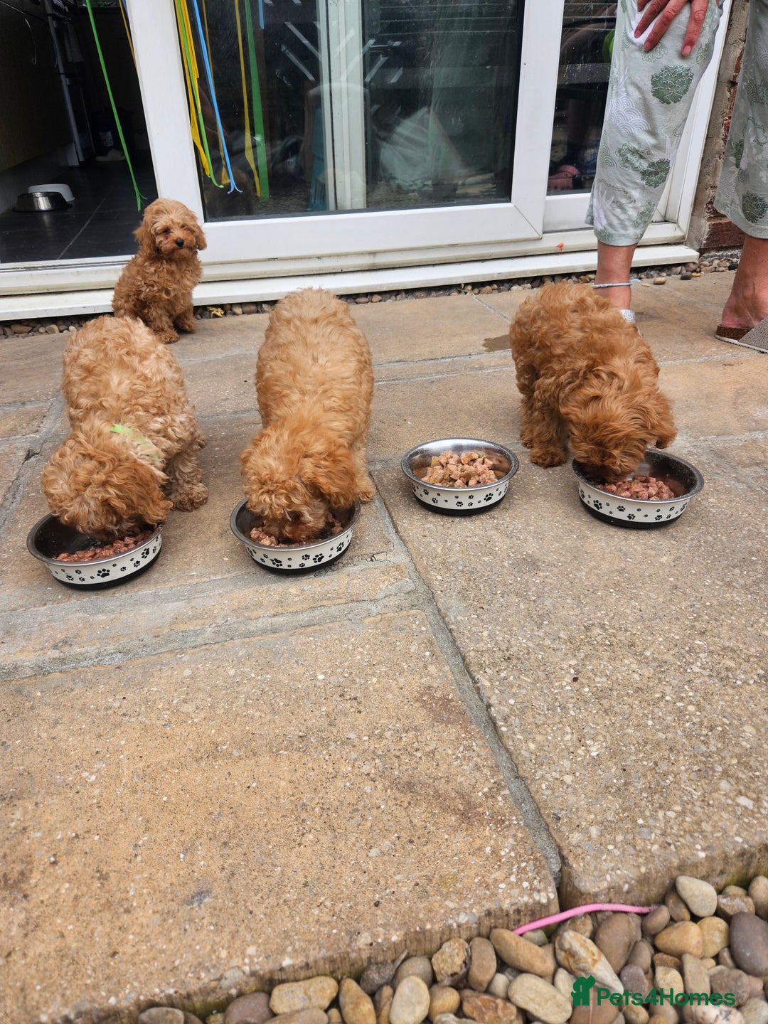 Cavapoo dogs for sale: F1b red cavapoo  - Image 6