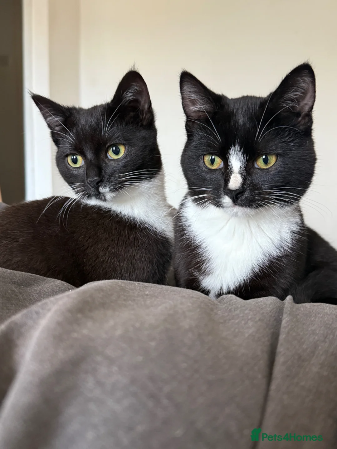 Mixed Breed cats for sale: Arlo and polo - Advert 1
