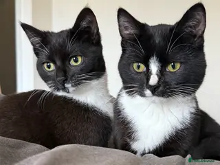 Mixed Breed cats Arlo and polo - Advert 11