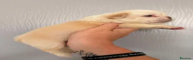 Puppy 2